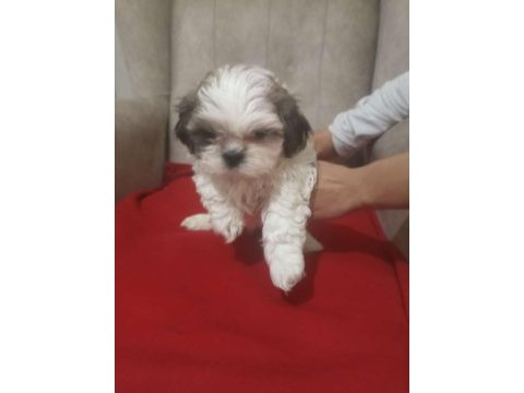 Show kalite shih tzu yavrularımız