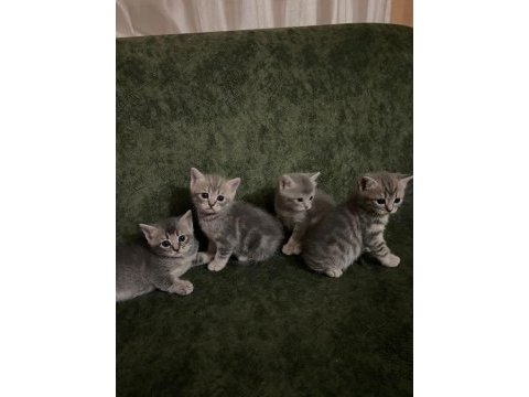Yavru 37 günlük british shorthair