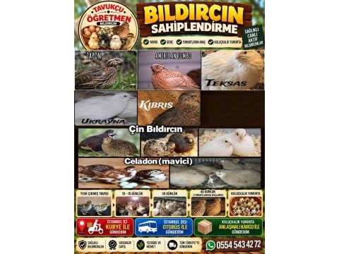 Yumurtaya yakın genç bıldırcınlar!