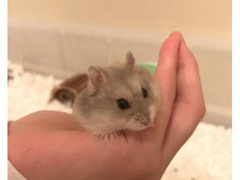 Hamster gonzales yavrularımız heryere gönderim