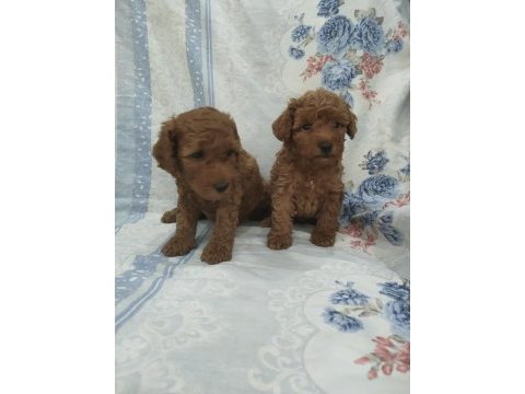 Kaliteli poodle yavrularimiz