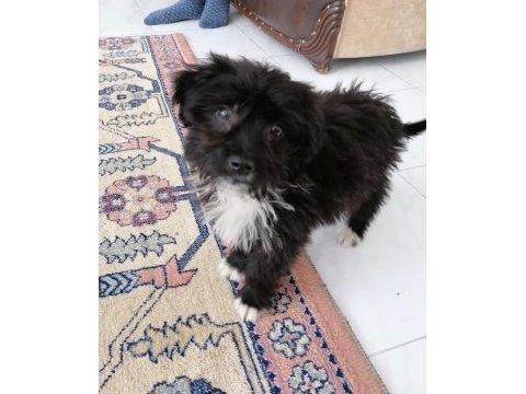 Terrier maltese 4 aylık erkektir