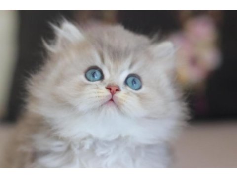 Dünya tatlısı british longhair yavrular