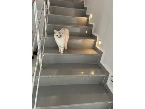 British shorthair golden point kedimiz sahiplendirilecektir