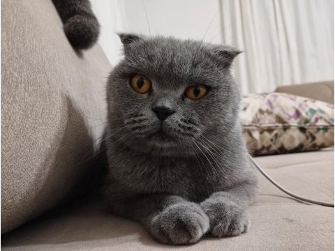 Scottish fold acil yeni yuvasını arıyor