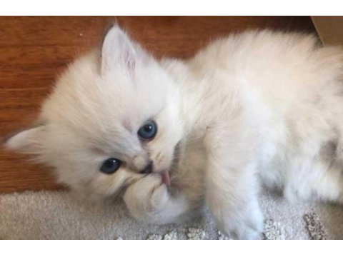 British longhair 2.5 aylık
