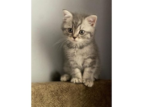 Muhteşem güzellikte british shorthair bebeklerimiz
