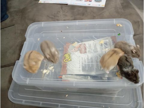 Yavru gonzales hamster