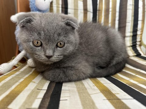 Son iki gri ve cinnamon renklerde scottish fold yavrularımız