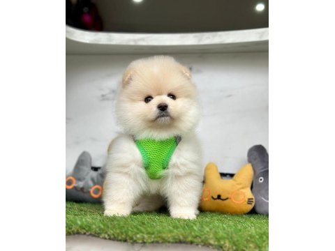 Safkan pomeranian boo bebekler