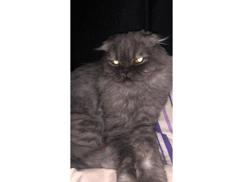 Scottish fold kedimiz eşrefe eş arıyoruz