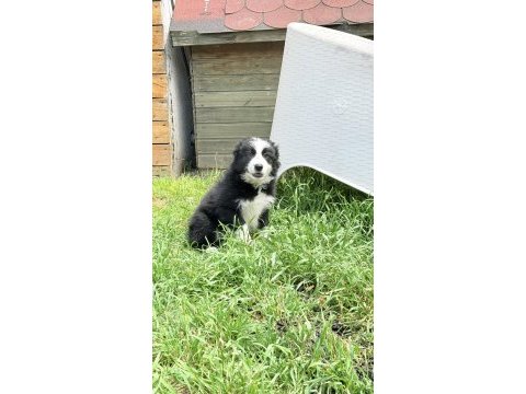 Siyah beyaz border collie yavrular