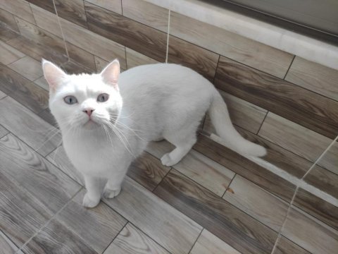 Kedilerimiz pera ve zencefil