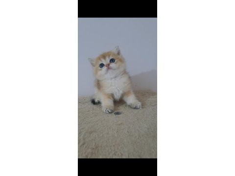 British shorthair golden erkek