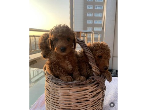 Toy poodle sahiplendiriyoruz