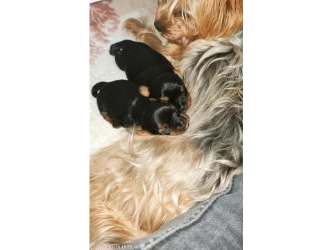 Yorki bebekler
