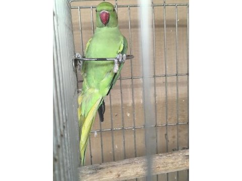 Sevimli pakistan papağanı