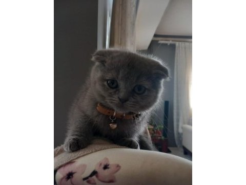 Kehribar göz british shorthair