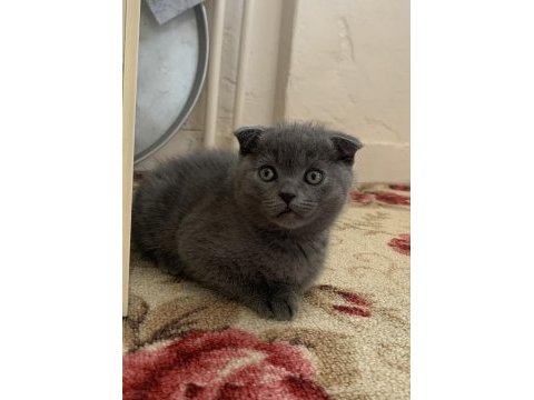 Scottish fold yavrular
