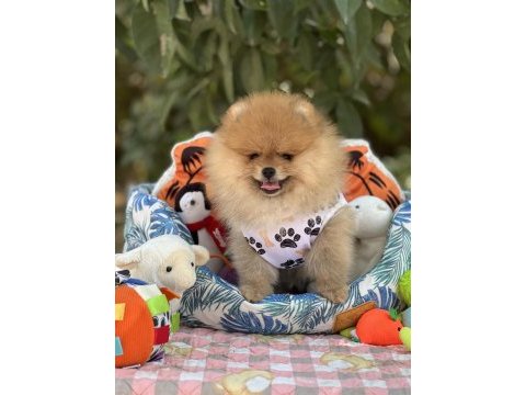 Fci şecereli pomeranian teddy