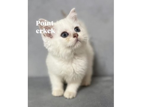 Point british shorthair erkek