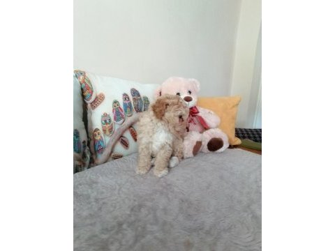 Muhteşem maltipoo bebek köpekler