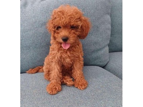 Toy poodle köpeğimiz
