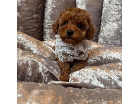 Mükemmel kalitedeki toy poodle yavrularımız