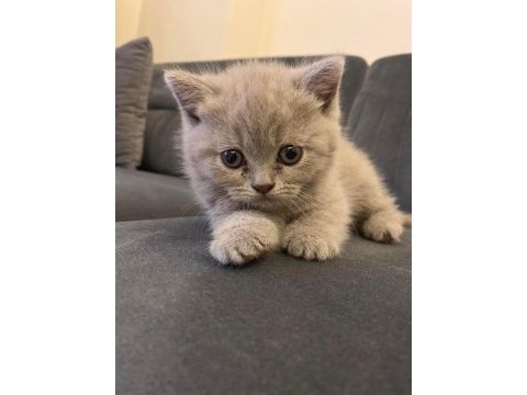 Dünyalar güzeli scottish fold kızımız yuvasını arıyor