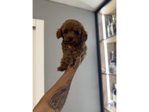 Oyun delisi poodle bebekler