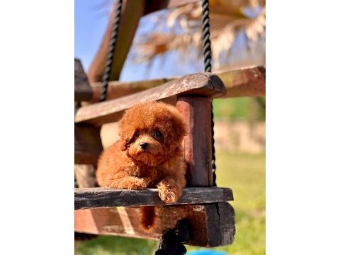 Wc eğitimli toy poodle yavruları 