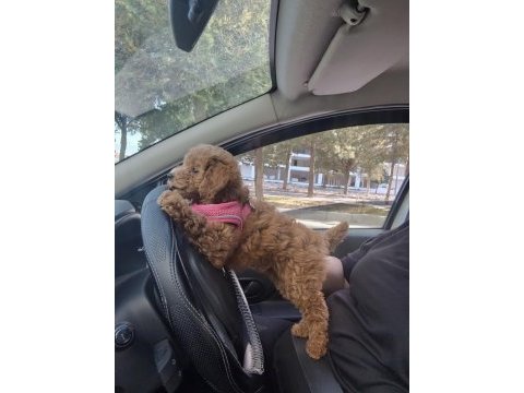 Poodle bebeğimiz yeni yuvasını bekliyor
