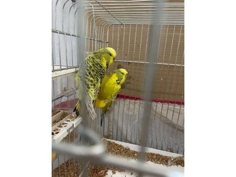 Jumbo muhabbet kuşu