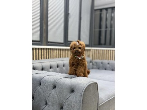 Kore teacup poodle bebek