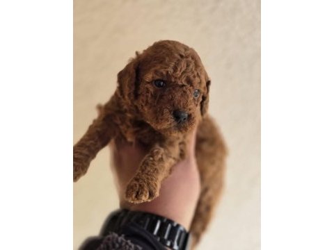 Safkan toy poodle yavruları