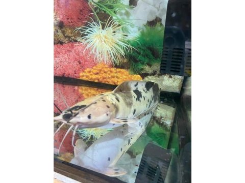 Erkut pet'den benekli clarias kedi balığı