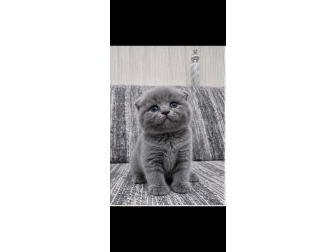 Mavi gözlü blue point scottish fold yavrular