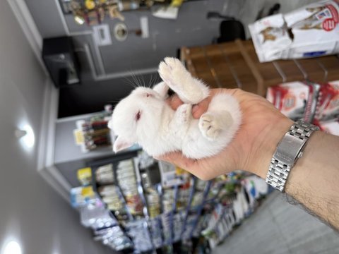 Birbirinden güzel yavru cüce tavşanlar
