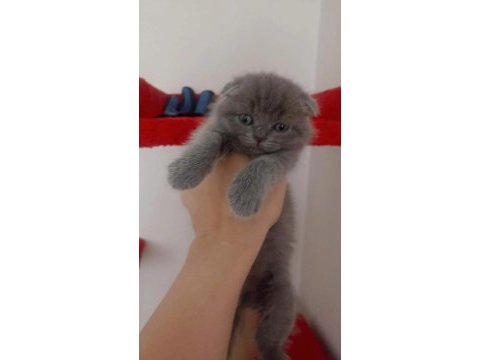 Teslime hazır bebek kedilerim
