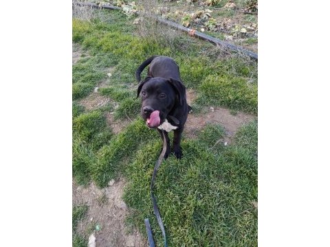 6 aylık cane corso erkek
