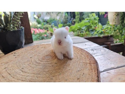 Mini lop ve cüce tavşan bebeklerimiz