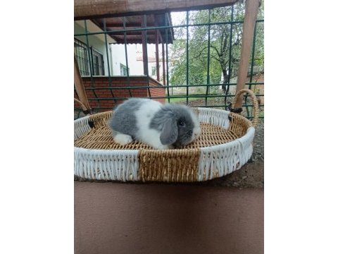 Hollanda teddy lop tavşanlar