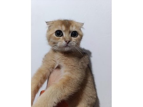 Scottish fold golden yavrular