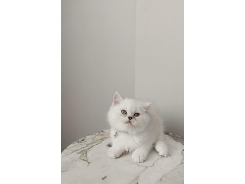 Teslime hazır erkek british shorthair yavrumuz