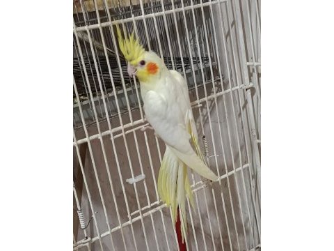 Üreticiden sultan papağanı