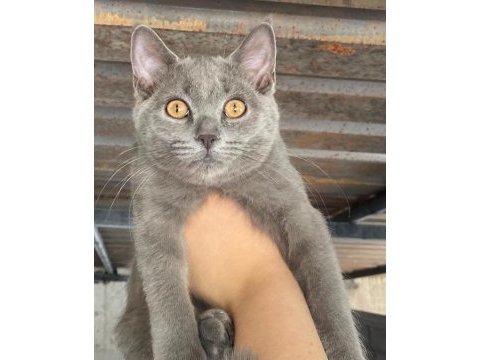 3 adet 3 aylık yavru british shorthair