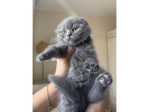 Top kafa scottish fold yavrumuz
