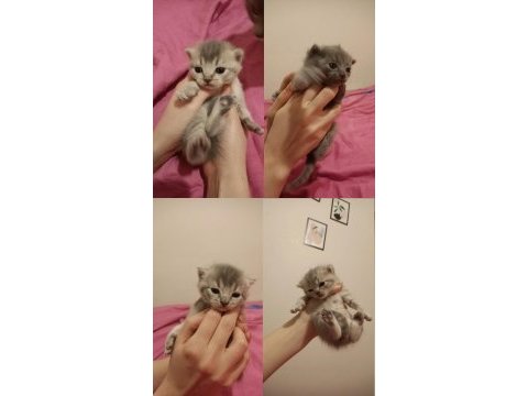 Rezerve british shorthair