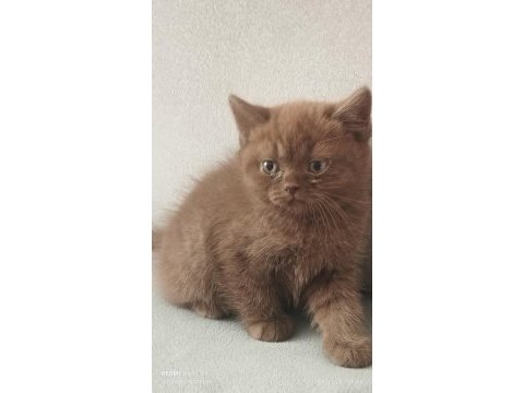 Cinnemon safkan british shorthair