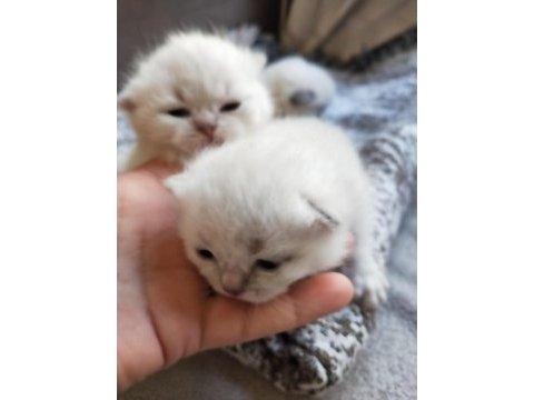 Son iki erkek yavru scottish fold